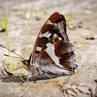 Бабочка :: Александр 