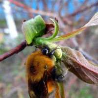 Ещё цветы не распустились. :: nadyasilyuk Вознюк
