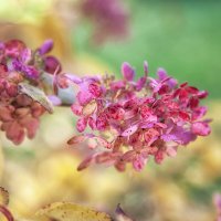 Осенние акварели. :: Лилия *