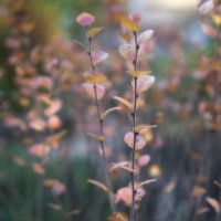 Осенние акварели. :: Лилия *