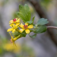 Апрель спешит порадовать теплом... :: Валерий Басыров