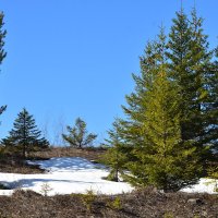 елки в апреле :: petyxov петухов елки в апреле :: petyxov петухов