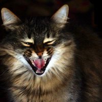 Сью :: kolyeretka 