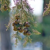 природа :: Олег природа :: Олег