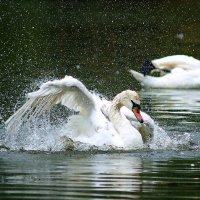 Лебеди :: Олег Лебеди :: Олег