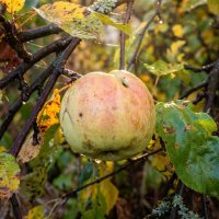 Яблоко на ветке :: Лилия 