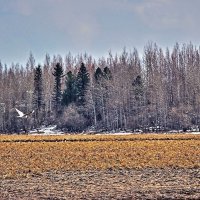Май...Чайка ищет место для гнездовья! :: Владимир 