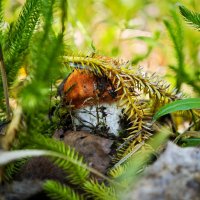 Лето :: Александр 