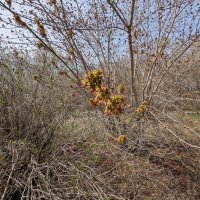 Клен :: Андрей Хлопонин