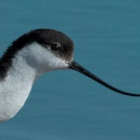 Шилоклювка :: Yudong Liu