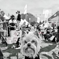 Мой пёс :: Александр Силинский