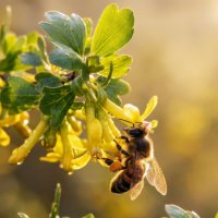 Пчела :: Валерий Ткаченко