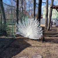 В зоопарке. :: Ольга 