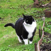 Гуляет по саду :: Людмила Смородинская