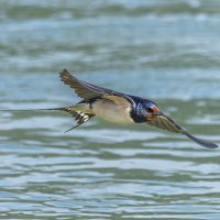 ласточка деревенская :: юрий макаров