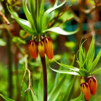 Рябчик королевский :: Юрий Гайворонскiий