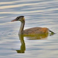 Чомга :: Константин Анисимов