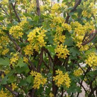 Весна идет :: Елена Семигина