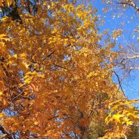 прекрасный октябрь :: Елена Шаламова