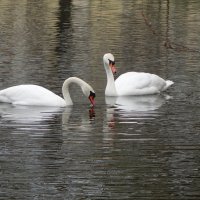 Лебеди :: Рита Симонова