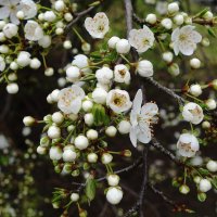 Апрельское цветение :: Рита Симонова