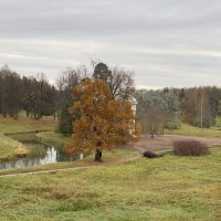 В Павловском парке. :: Татьяна 
