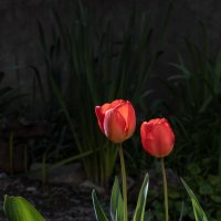 Мы в мире этом два цветка с тобой... :: Валерий Басыров