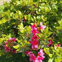 Азалия :: Tata Wolf