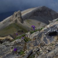 Контрасты ... :: Андрей Любимов