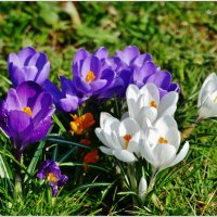 ПЕРВЕНЦЫ... :: Elvira E. 