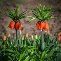 Рябчик императорский :: Aleksandr .