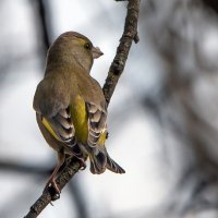 Зеленушка :: Владимир Безбородов
