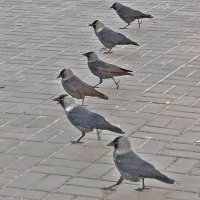 Мы идём к вам в гости! :: Валентина  Нефёдова 