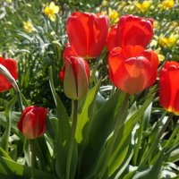 Цветов много не бывает!... :: Галина 