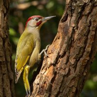 Редкий зеленый дятел :: СЕРГЕЙ ФИЛОЧКИН