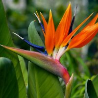 Стрелиция :: Татьяна Тюменка