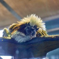 Эдипов Тамарин :: Александр Леонов