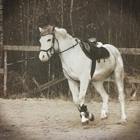 Разминка... :: Александр Шимохин