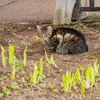 Весенний кот :: Ирина Соловьёва