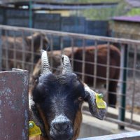 Симпатичный рогатик :: Александр Рыжов