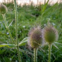 Про колючки... :: Николай Гирш