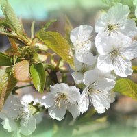 Черешня цветет :: Ирина 