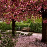 Сакура роняет лепестки :: Юрий. Шмаков