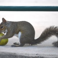 Белка шла,шла.... во нашла :: Таня Фиалка