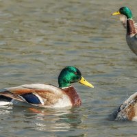 Про уток :: Владимир Колесников