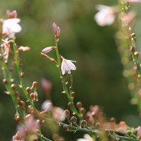 Красивые. :: Оля Богданович