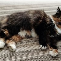 Сибирская кошечка :: Елена Сухорученкова