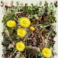 Мать-и-мачеха :: Veera V