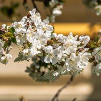 Цветет вишня :: Игорь Сикорский