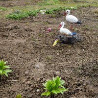 Аист - святая птица. :: Михаил "Skipper"